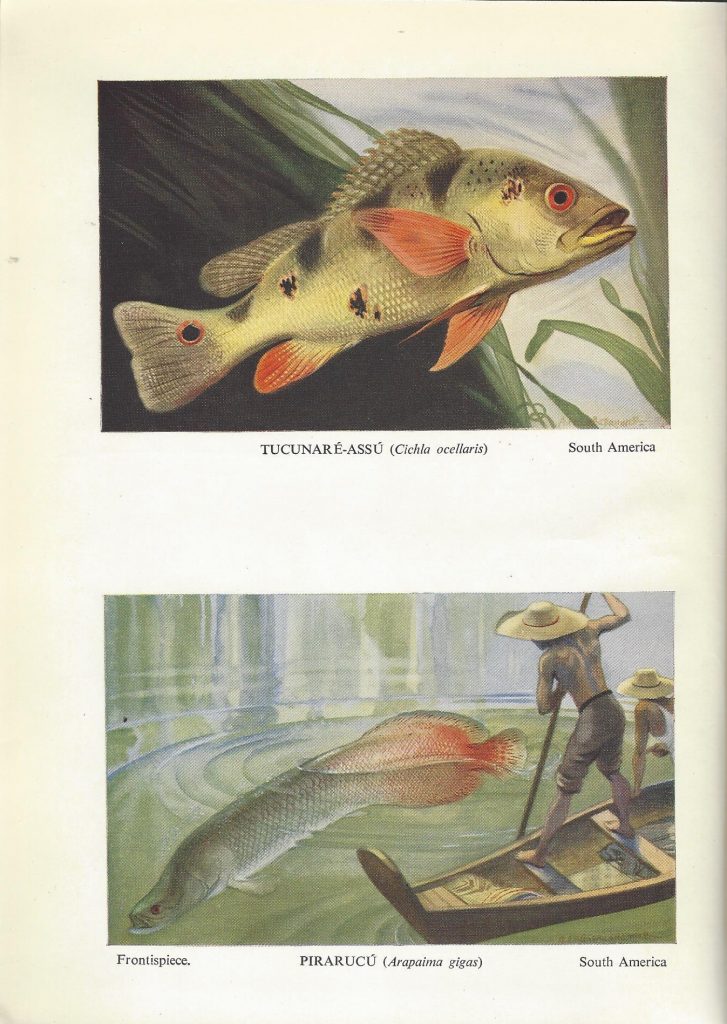 One page holdings two illustrations of fish. Top image is captioned "Tucunare-assu (Cichla ocellaris), South America." Bottom image is captioned "Pirarucu (Arapaima gigas), South America."